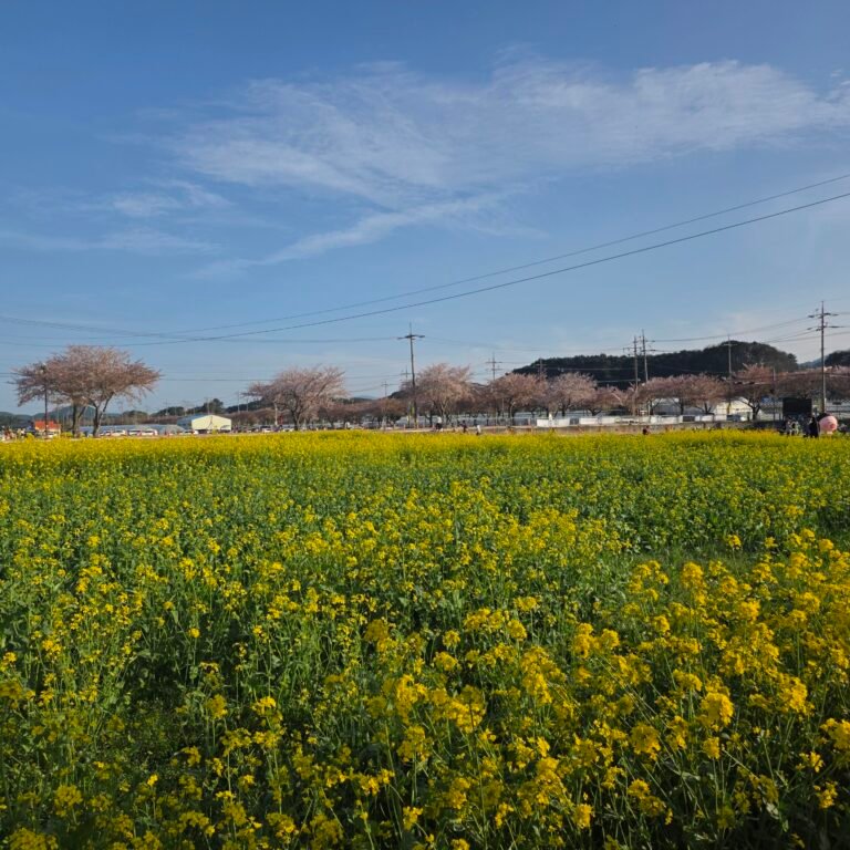 Samcheok Maengbang Canola Flower Festival: A Golden Dream with Cherry Blossoms! 📸