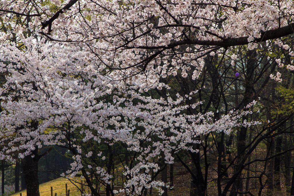 Cherry blossoms in Yeouido, Seoul