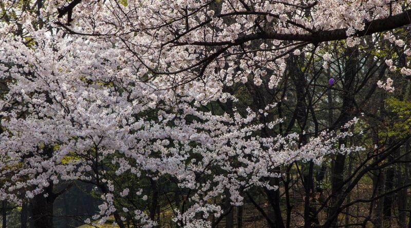 Cherry blossoms in Yeouido, Seoul